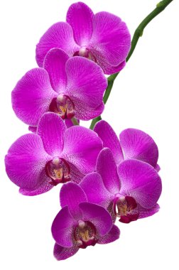 Orchid Branch clipart