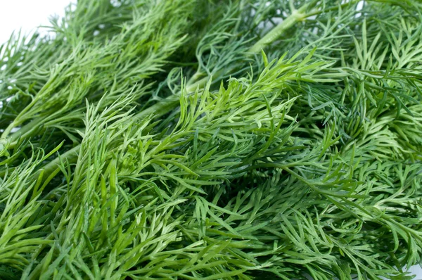 stock image Fresh organic dill