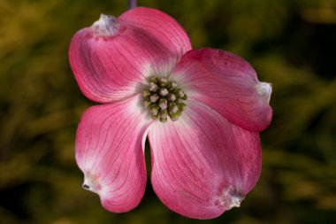 çiçek cornus Florida