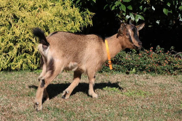 Tibetan female baby goat, — Stock Photo, Image