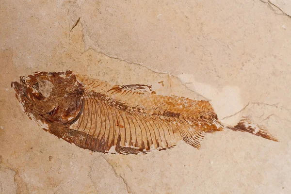 Stock image Fossil fish