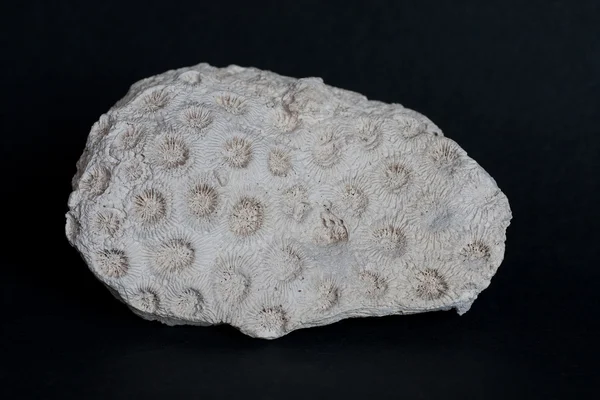 Stock image Coral fossil.