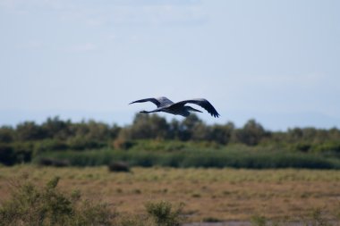 Camargue