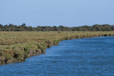 Camargue