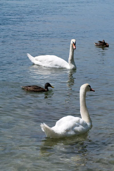 Swans and ducks — Stock Photo, Image