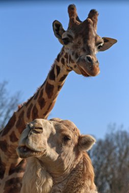 zürafa ve dromedary