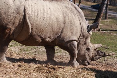 White rhinoceros clipart