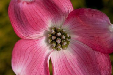 Flower of Cornus florida clipart