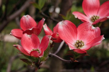 çiçek cornus Florida