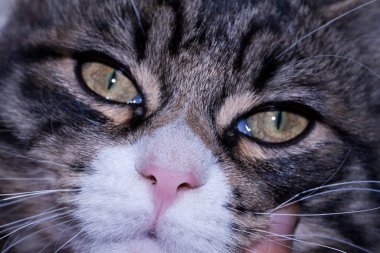 Kedi