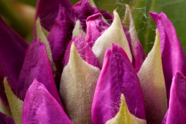 rhododendronlar