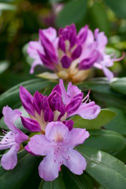 rhododendronlar