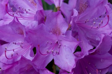 rhododendronlar