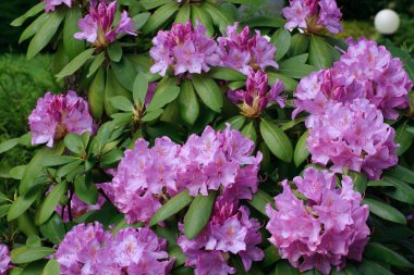 rhododendronlar