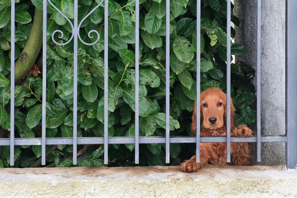 Cocker from its garden