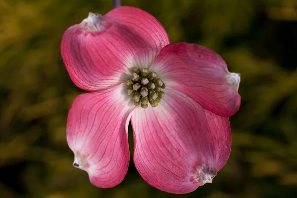Flower of Cornus florida — Stock Photo, Image