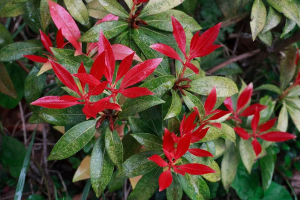 Pieris japonica — Fotografia de Stock