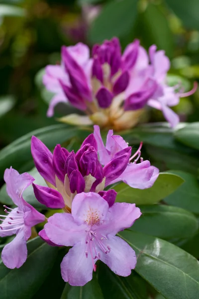 Rhododendronlar Stok Resim