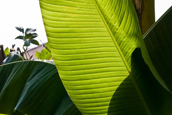 Stock image Banana leaf