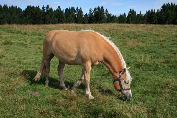 Pferd auf die Weide — Stockfoto