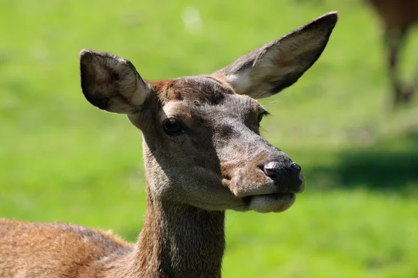 stock image Red deer