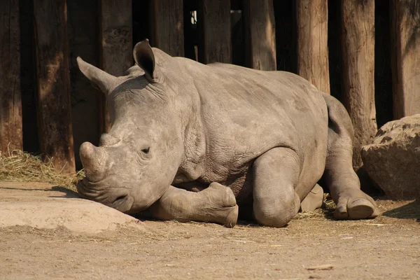 stock image White rhinoceros