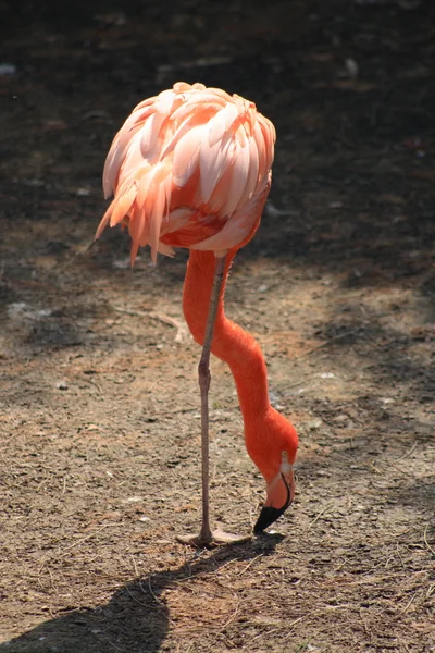 Röd flamingos — Stockfoto
