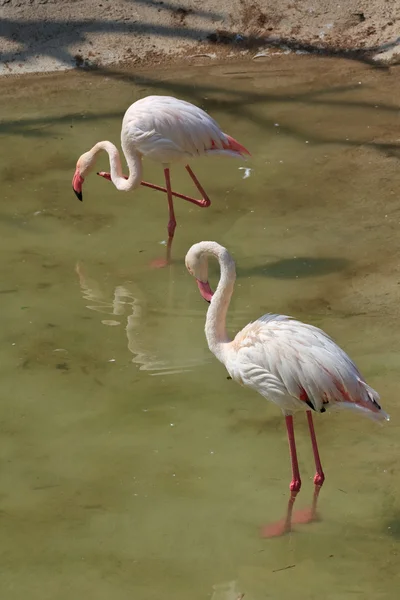 Różowe flamingi — Zdjęcie stockowe