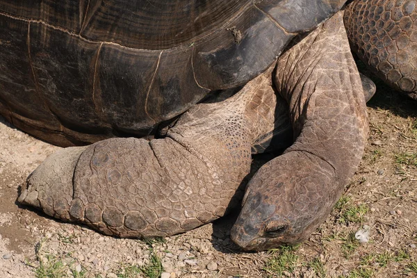 Seychelles tortoise — Stock Photo, Image