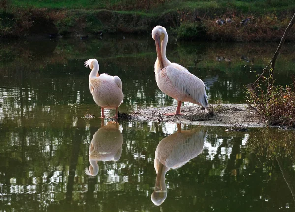 Pelicans — Stock fotografie
