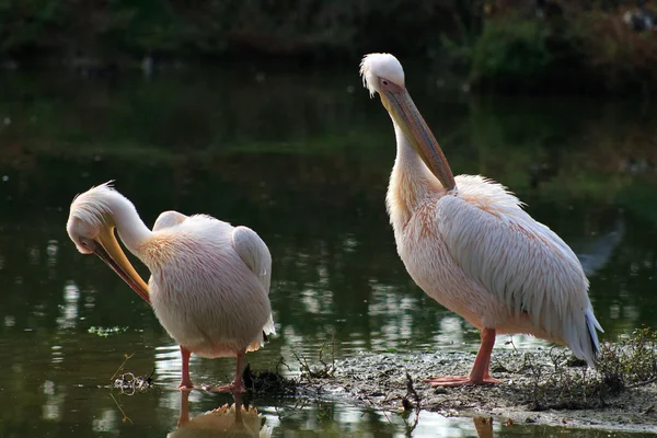 Pelikany — Zdjęcie stockowe