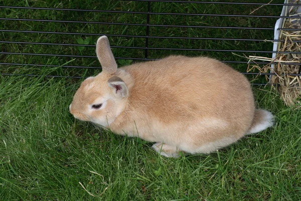 Conejo enano —  Fotos de Stock