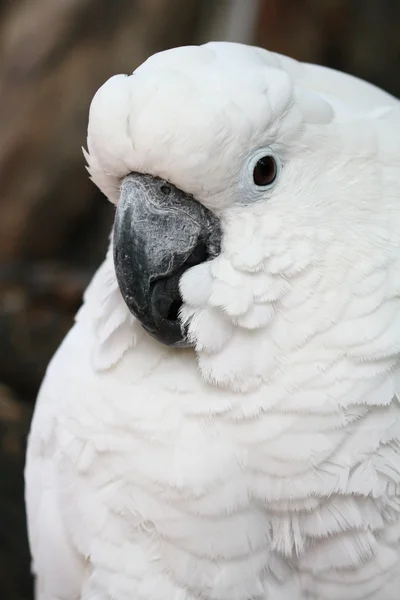 Bílý papoušek Stock Fotografie