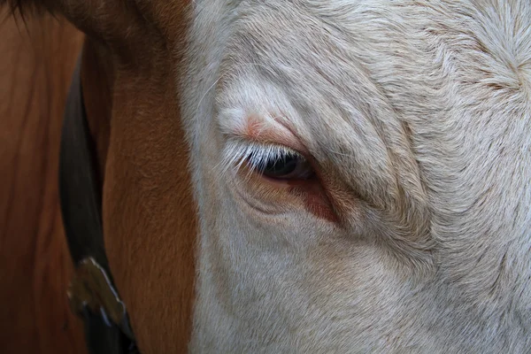 stock image Cow