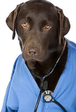 Doktor labrador