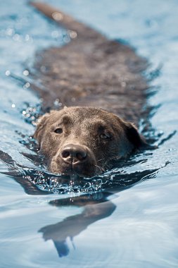 Dog Swimming clipart