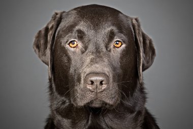 Handsome Chocolate Labrador clipart