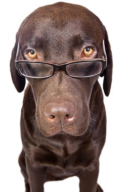 Dog in Glasses clipart