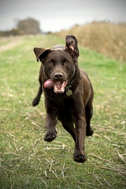 Labrador Running in the Countryside clipart