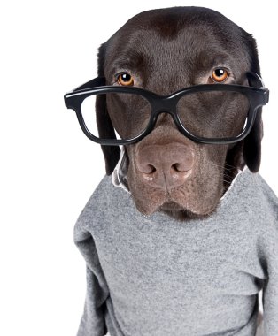 Intelligent Chocolate Labrador clipart