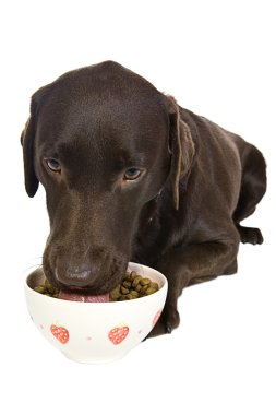 Dog eating Bowl of Food clipart