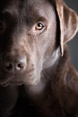 Handsome Chocolate Labrador clipart