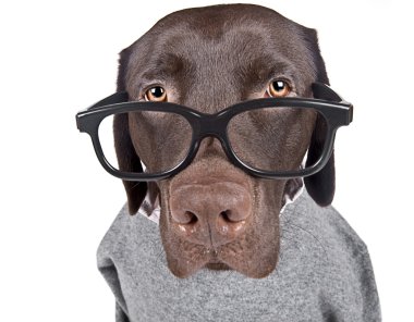 Intelligent Looking Chocolate Labrador clipart