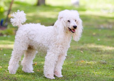 Poodle Standing in the Garden clipart