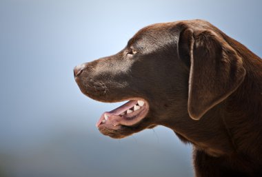 profil baş shot, çikolata labrado