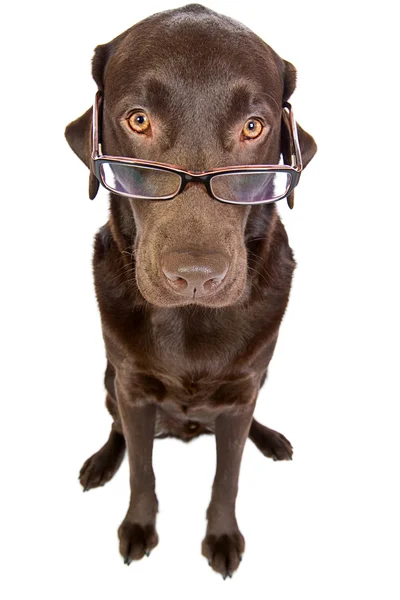 Labrador inteligente con gafas — Foto de Stock