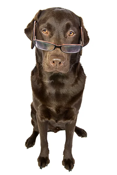 Clever Looking Chocolate Labrador — Stock Photo, Image
