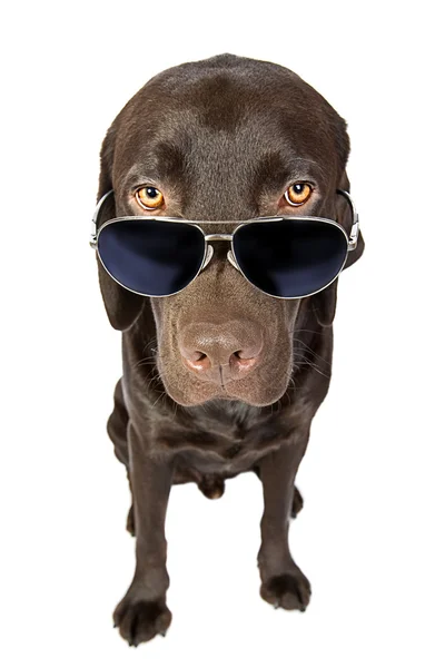 Labrador güneş gözlüğü cool — Stok fotoğraf