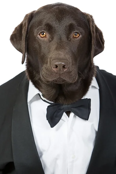 Labrador guapo inteligente en esmoquin — Foto de Stock