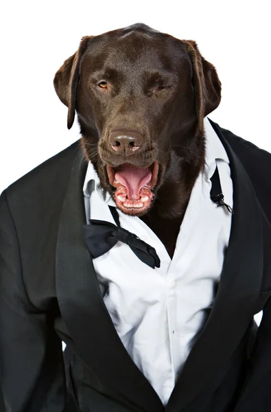 Shot of the Top Dog in Tuxedo Shouting his Order — Stock Photo, Image